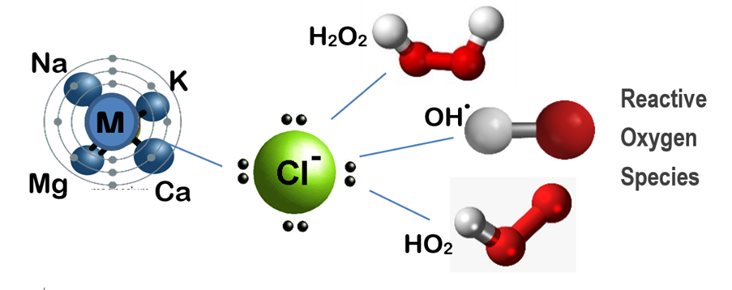 Mineral oxychloride releases a cascade of reactive oxygen species from a mineral–chloride complex.